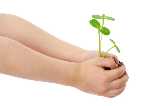 Sprouts in child's hands