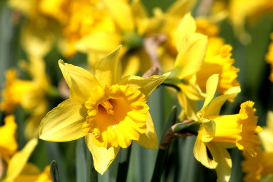 Aiuola di narcisi in primavera