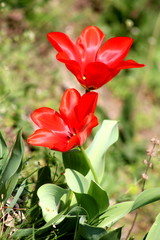Tulipani rossi