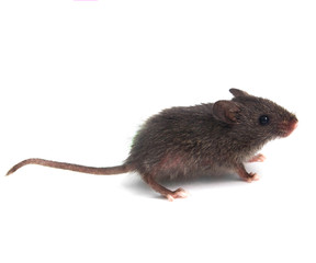 wild little gray mouse on white background