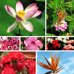 Collage Ninfea, sterlizia, fiori e farfalla