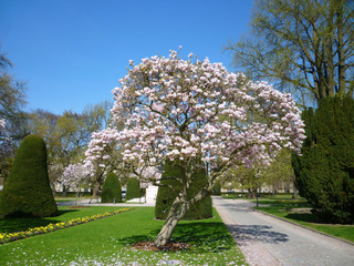 magnolia dans le parc