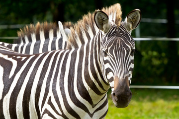 Fototapeta na wymiar Zebra w parku przyrody