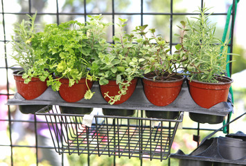 herbs in pots