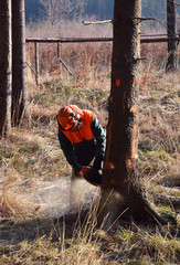 Lumberjack cutting standing tree
