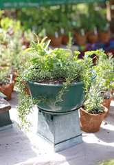 potted herbs