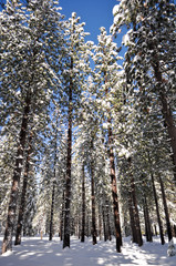Snow Covered Pine Trees
