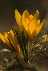Fototapeta premium Crocus