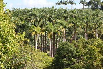 Fototapeta premium Martinique - Habitation Clément