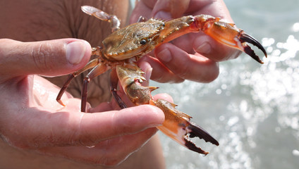 Beautiful crab in hands of the hunter