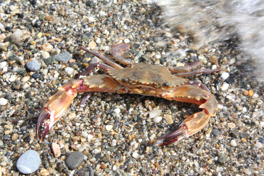 Crab against sand