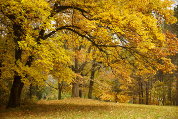 Autumn / Gold Trees in a park