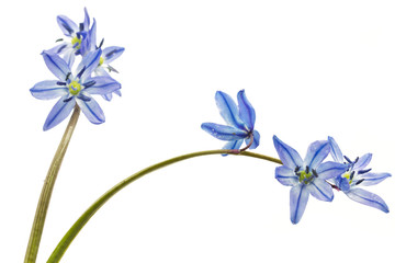 Blausternchen (Scilla siberica) auf weißem Hintergrund