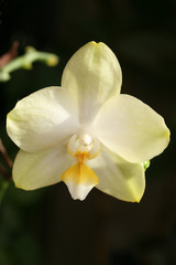 Orchid