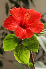 Hibiscus rosa-sinensis