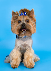 Dog on blue background