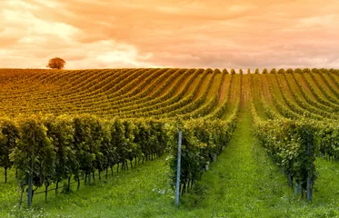 Foto auf Acrylglas Weingarten Weinbau