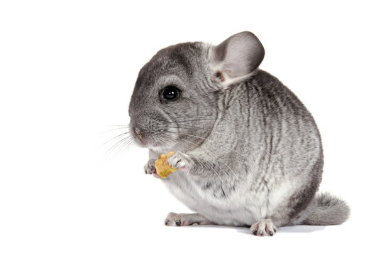 Chinchilla. Young Chinchilla regales dried fruit.