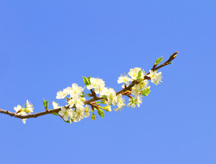 Cherry Flowers
