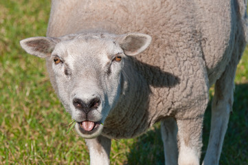 Portrait of a sheep with an opened mouth