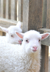 lamb at a barnyard stable.