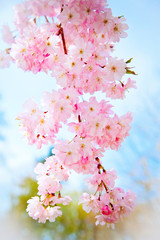 Obrazy  Sakura kwitnące kwiaty. Piękny różowy kwiat wiśni