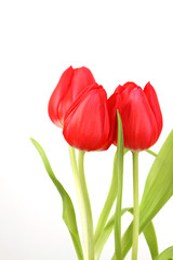 Red tulips