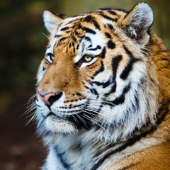 Naklejka premium Closeup of a Siberian tiger also know as Amur tiger (Panthera ti
