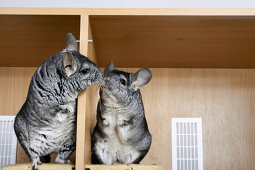 A pair of chinchillas
