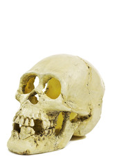 Fototapeta premium skull isolated on a white background