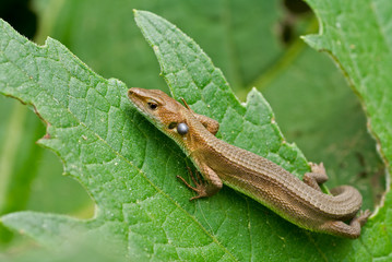 Lizard 10