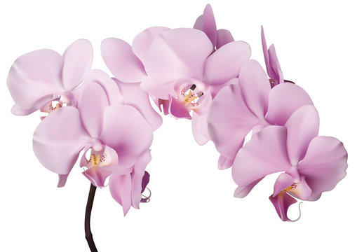 schöne rosa Orchidee