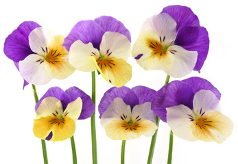 pansy flowers on white background close up