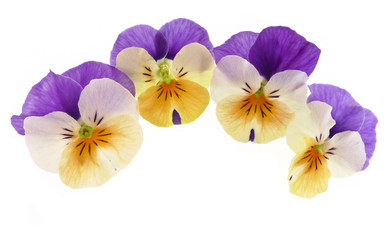 pansy flowers isolated