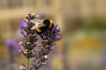 bumblebee on lavender flower