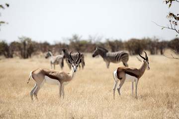 springbok whit zebra on background - obrazy, fototapety, plakaty