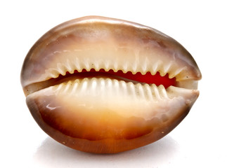 beautiful seashell on white background