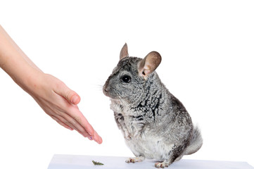 Grey chinchilla and human hands. Is isolated.