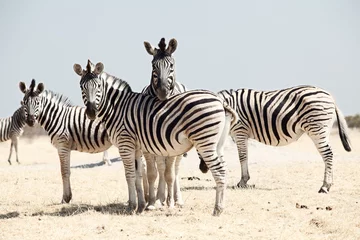 Möbelaufkleber group of zebra © angelo lano