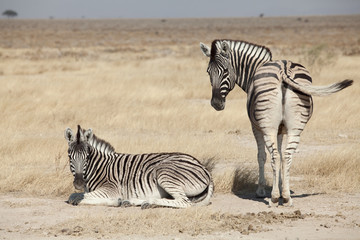 Fototapeta na wymiar grupa zebra