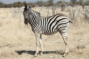 little zebra portait namibia