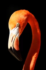 Türaufkleber Flamingo Flamingo