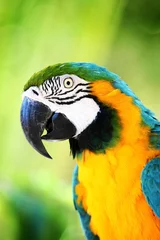 Printed kitchen splashbacks Parrot parrot