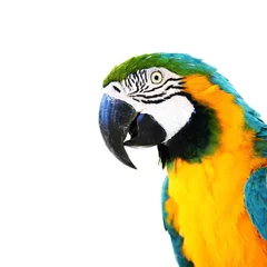 Printed kitchen splashbacks Parrot parrot