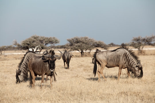 group of antilopes