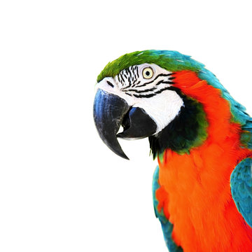 parrot