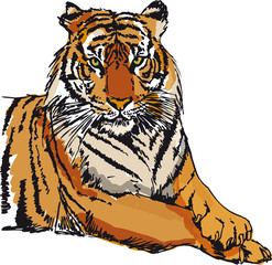 Sketch of white tiger. Vector illustration - 40221890