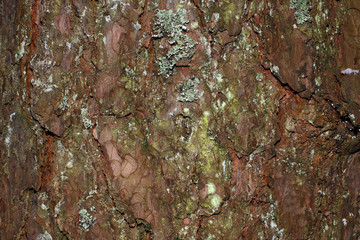 bark texture