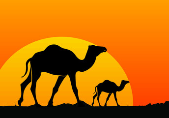 Camel and sunset