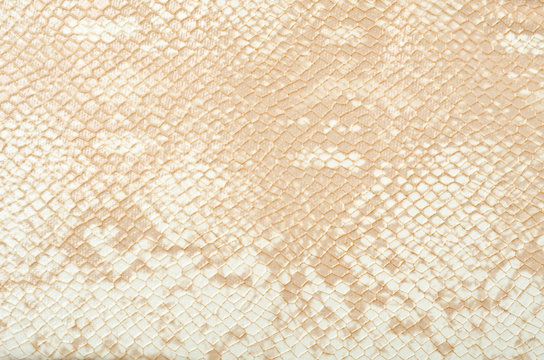 Snake skin